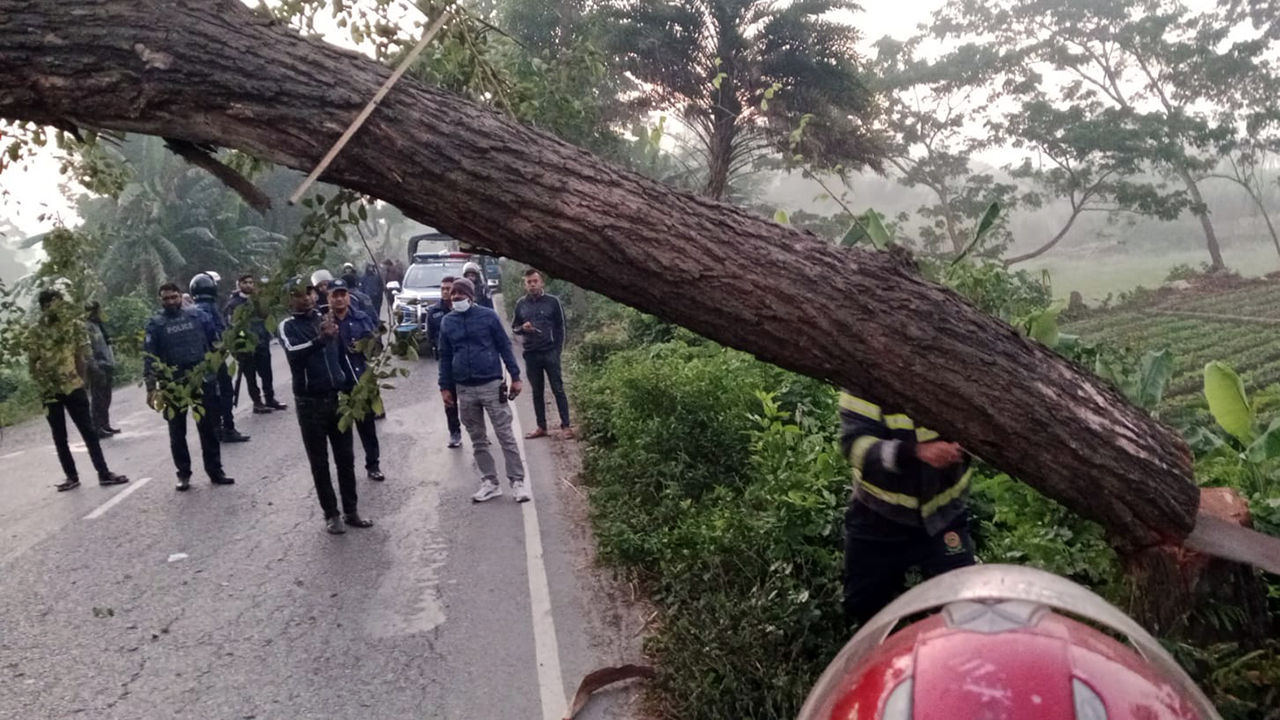 ঢাকা-বরিশাল মহাসড়কে আবারও গাছ ফেলে অবরোধ, ২ ঘণ্টা যানচলাচল বন্ধ